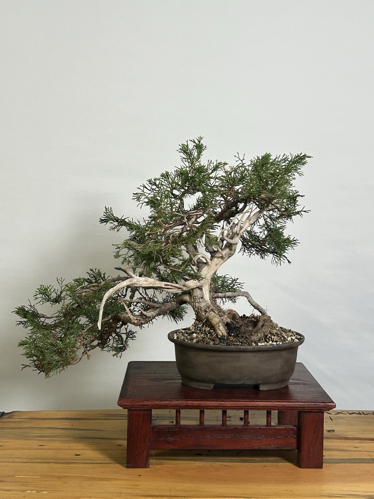 Juniper Bonsai with Carved Deadwood & Cascade Movement – Approx. 18” Wide