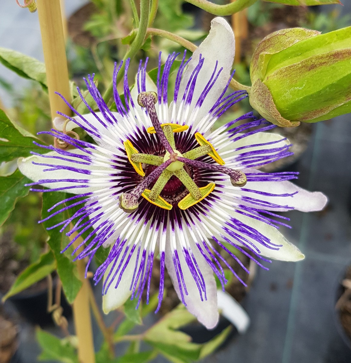 Passiflora x colvillii Fleur de la Passion Extérieur Vivace en Pot de 2,9L
