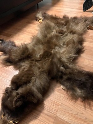 bear skin Bear rug Bear skin real skin for brown black bear real
