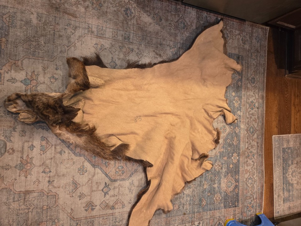 Tanned Red Stag Cape Hide Taxidermy Rug Mount Skin Hide | eBay