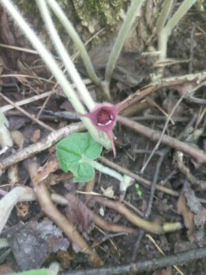  Wild Ginger - Asarum canadense.  Birthwort Family.  25 Seeds