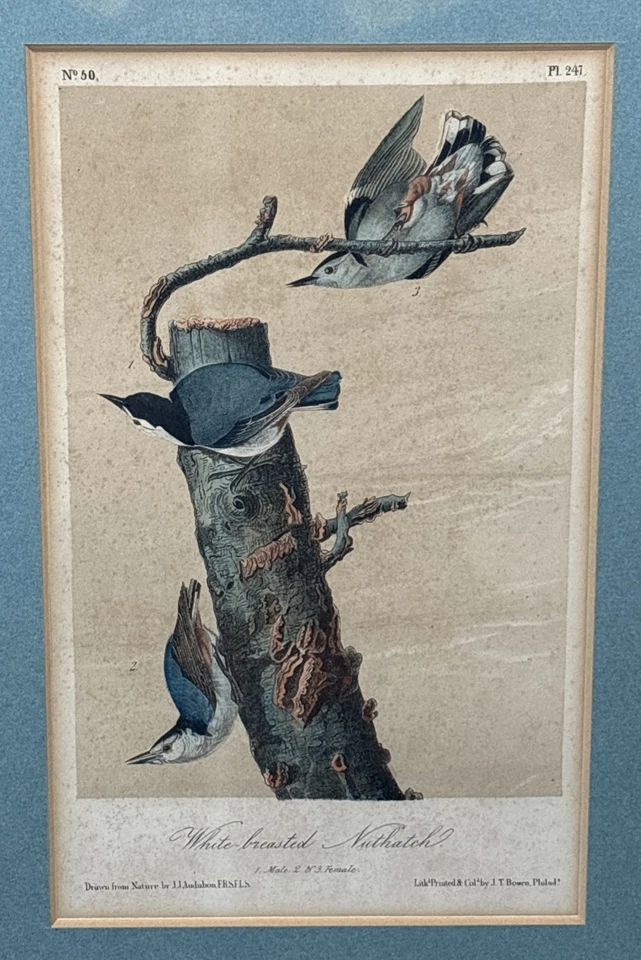 1870 JJ Audubon White Breasted Nuthatch Plate 247 Birds Of America 3rd Ed Octavo - Image 3 of 4
