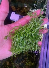 Pearl Weed" Live Aquarium Plant - Pearlweed - Micranthemum Micranthemoides