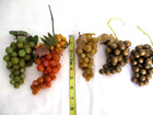 Vtg Lot of 5 Rubber Gold Red Green Grapes Artificial Fruit Props 6" Realistic — photo 1