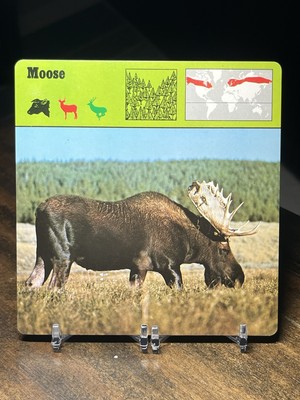 Moose, 1976 Editions Recontre 4 3/4'' x 4 3/4'' Card