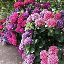 20 HYDRANGEA FLOWER SEEDS rare exotic ball bloom plant garden bush b germination