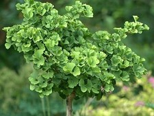 Fächerblattbaum / Gingkobaum MARIKEN veredel...