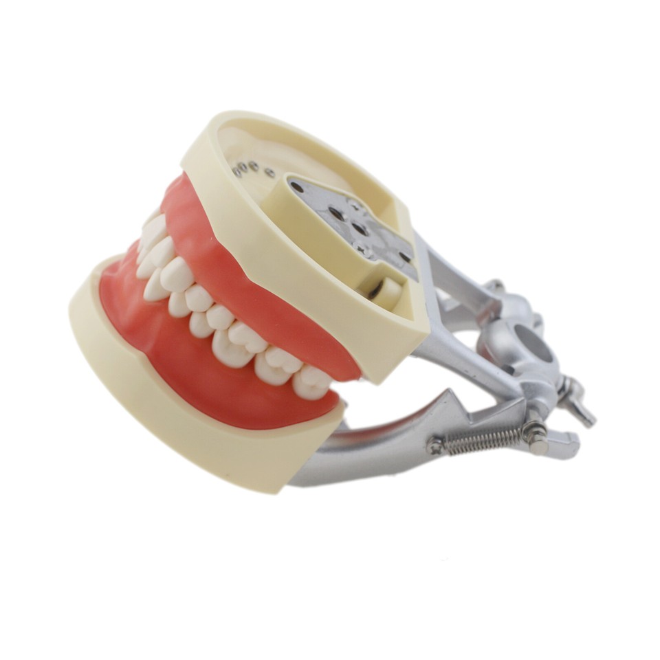 Dental Typodont Replacement Screw-in Teeth Fit Kilgore NISSIN 200/500 Type from Pruning Tools - price 44.78