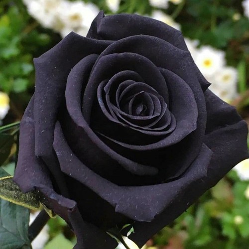 Semillas de Rosa Rosal NEGRA BLACK ROSE SEEDS flor color colour iphone sony - Imagen 3 de 9