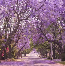 Jacaranda Purple Tree Seeds | Lavender Blue Flower Tropical Plant Tree Seed 2025