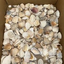 Large Vintage Lot Seashells Various Sizes Types From Collectors Estate 5 Lbs