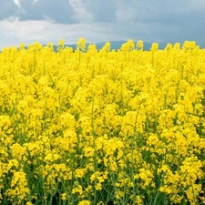 Yellow Mustard - Seeds - Organic - Non Gmo - Heirloom Seeds – Herb Seeds