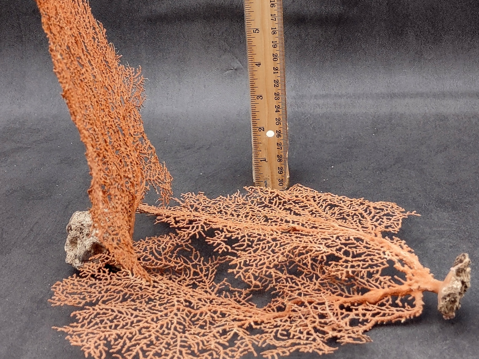 Red Orange Sea Fan Coral Echinogorgia SP (1 fan approx. 7-9+ inches)