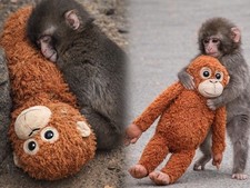 IKEA DJUNGELSKOG Orangutan Soft Toy - Brown 104.028.41