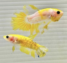 US SELLER NEW Fancy Yellow Chello 🟡👻 PAIR M/F HMPlakat Betta Imp frm Thailand