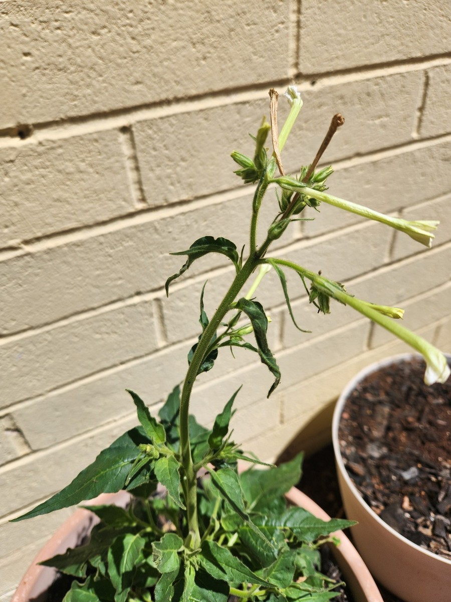 Nicotiana attenuata (Coyote Tobacco) Heirloom Seeds for Planting 0.1g or  1.0g