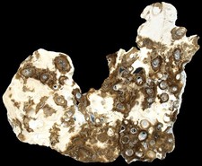 Silur  Geschliffene Platte mit Onkolith Stromatholith  Holmhällar Gotland 103-11