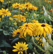 Black Eyed Susan DOUBLE GOLDEN GLORIOSA Rudbeckia Heirloom USA Non-GMO 200 Seeds