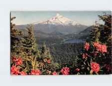 Postcard Mount Hood and Lost Lake Rhododendrons Oregon USA North America