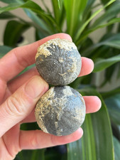 Premium Pair of Fossil Sea Urchins | Genuine Cretaceous Echinoids from the UK