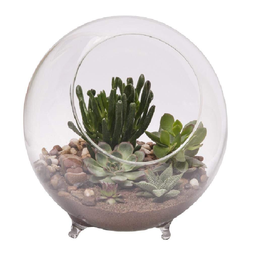 Panacea 10.25-Inch Glass Terrarium with Raised Feet for Plants