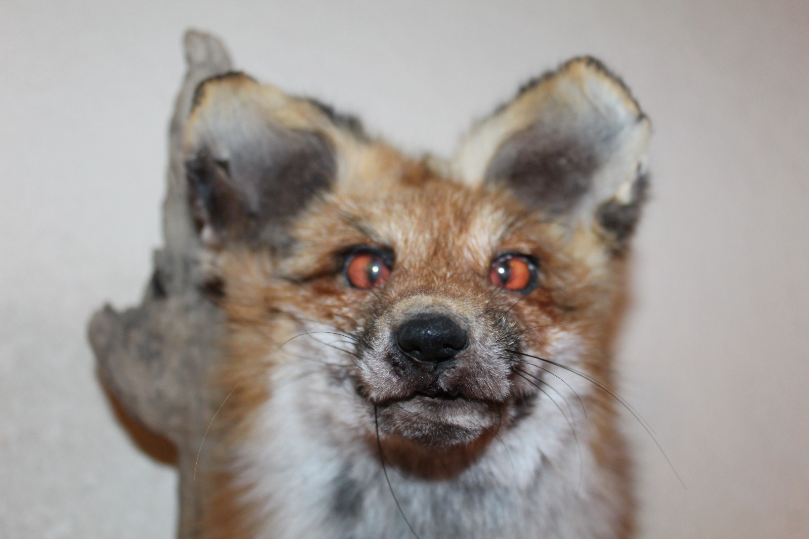 New Fox Head Mount Taxidermy Whitetail Deer Antler Mule Wolf Hunt