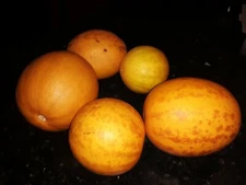 50+ Organic Dosakaya Melon/Dosakai/Indian Cucumber/Kakiri/Vellarikka Seeds