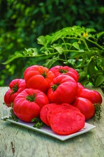 500 seeds Beefsteak Tomato Seeds  NON-GMO  Heirloom  Fresh Vegetable Seeds