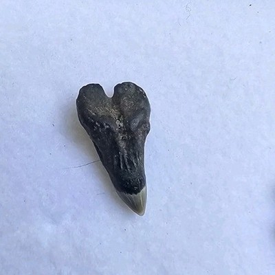 Rare Upper Jaw Somniosus Microcephalus Shark Tooth Fossil Greenland Shark