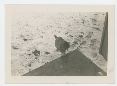 Vintage Photo Cold Cute Kitten Cat Paw Prints In Snow Coming Inside Pets 1950s