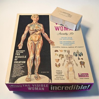 Vintage 1960s Renwal Visible Woman w/ Pregnancy Model Kit Anatomy