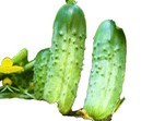 Cucumber Neutral Vegetable Seeds
