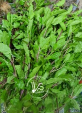 HOLY BASIL SEEDS, HƯƠNG NHU TÍA, 聖羅勒, กะเพราขาว