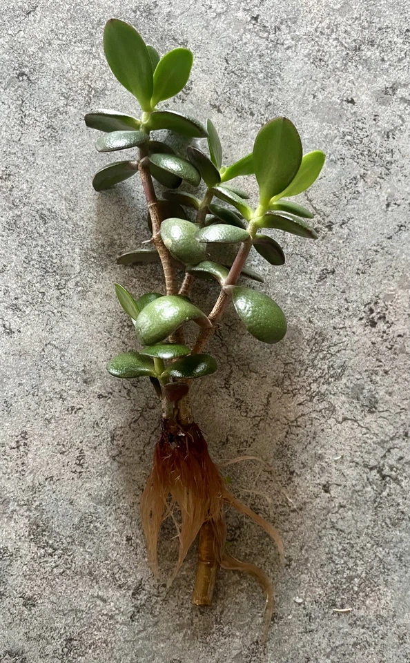 Affenbrotbaum/Geldbaum/Pfennigbaum, 25 cm hoch, mit Wurzeln - Bild 3 von 4