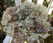 14 Dried Hydrangea Flowers Antique Cream with Purple Rustic DIY  SECONDS