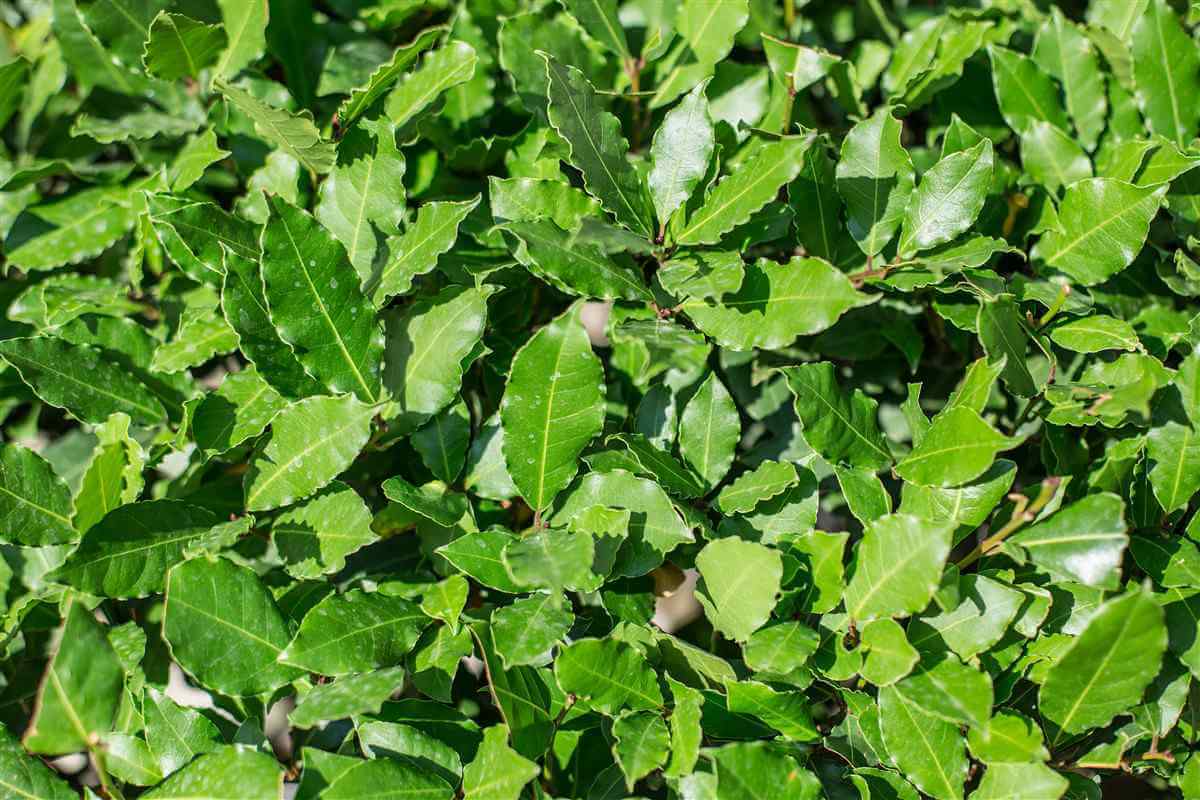 Alloro (laurus nobilis) vaso 18cm foto reali H 150cm piante per siepi