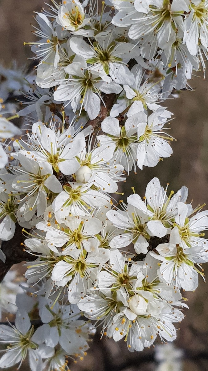 Prunus spinosa Prunelier fruitier rustique de semis en pot 4L