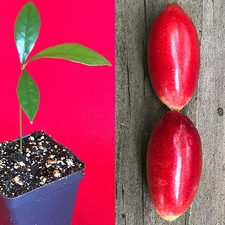 Miracle Fruit Synsepalum dulcificum Miracle Berry Fruit Seedling PLANT Tree 