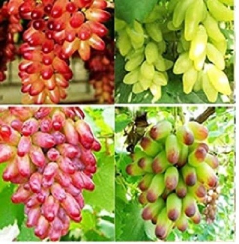 TreegoArt Grape Fruit Seed Exotic Mixed Fruit Seeds For Growing - Pack Of 20 - Picture 3 of 3