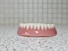 Brand New Denture/False Teeth,Lower,Novelty,Display,Props,Teaching aid,lectures