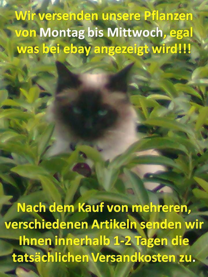 Bild 6 von 9