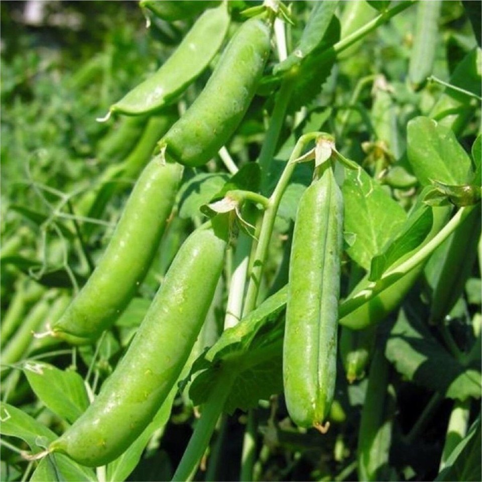 20+Super Sugar Snap Pea Seeds Green Sweet pea Garden Pea Heirloom Fresh ...