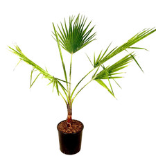 Pianta di PALMA WASHINGTONIA ROBUSTA WASHINGTON palma messicata in vaso 18 cm