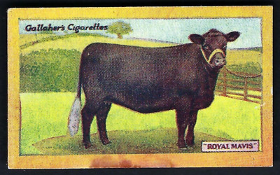 GALAHER - CHAMPION ANIMALS & BIRDS OF 1923 - #22 ROYAL MAVIS