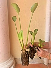 Water Hyacinth Floating 6 XXL 24" Plants Koi Pond Fish Aquatic Filtration