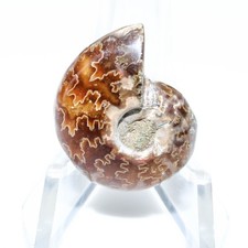29.70 Ct. AAA Grade Ammonite Fossil Fancy Cabochon Loose Gemstone 25x19x8 mm