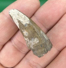 Fossil Alligator / Crocodile Tooth 1.38″ – Sarasota, Florida