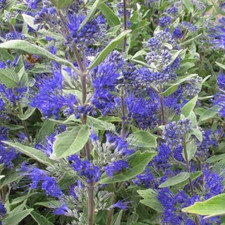 Caryopteris Dark Knight - 1 litre Pot Flowering Deciduous Shrub