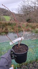Blueberry Bush, Pink Lemonade/Goldtraube/Top Hat - 2 litre Pot - Grown in Wales