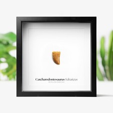 African T-Rex Carcharodontosaurus Tooth Real Dinosaur Fossil Wall Art Box Frame